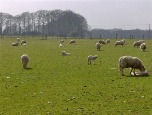 A flock of sheep grazing on a lush green pasture under a clear sky, with trees lining the horizon in the background.