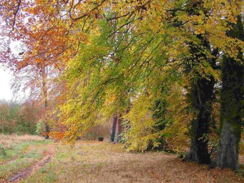 Village Scenes