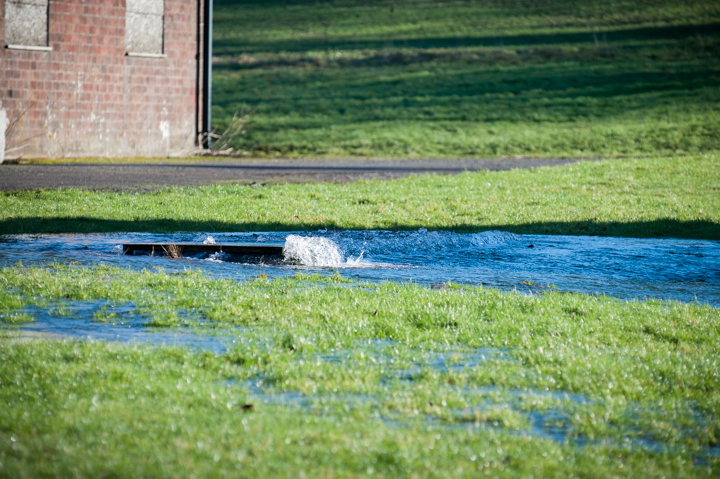 A photo of a grassy area with a section of water pooling around a drain, near a brick building. The water is bubbling up from the drain, indicating a drainage issue.