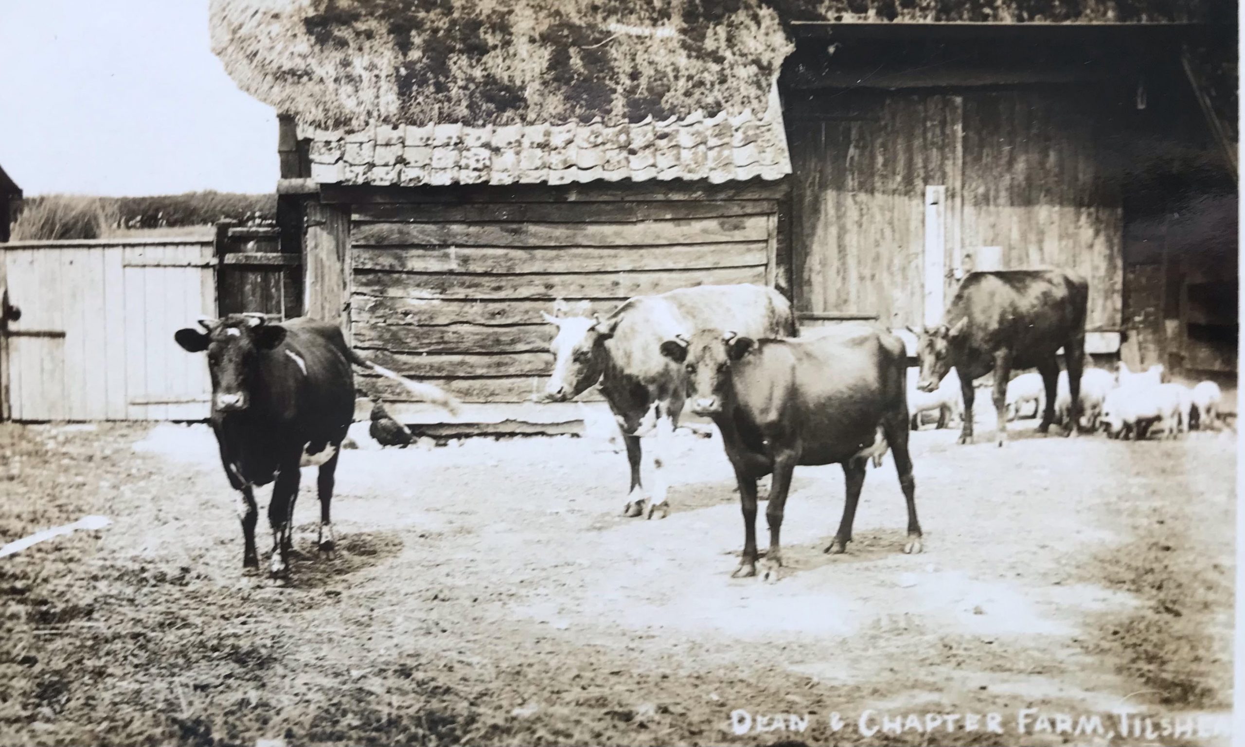Black and white photo of four cows standing in front of a rustic barn, showcasing traditional farming practices. The image captures the rural landscape and the relationship between livestock and agriculture.